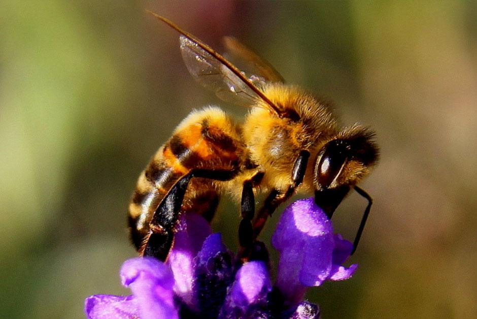 Bees Control